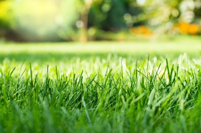 Strengthen and Improve Grass Growth with Top Dressing Service!